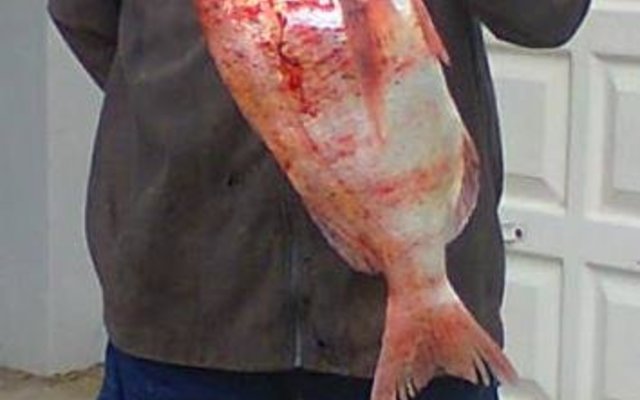  Grant White met sy  4kg stompneus